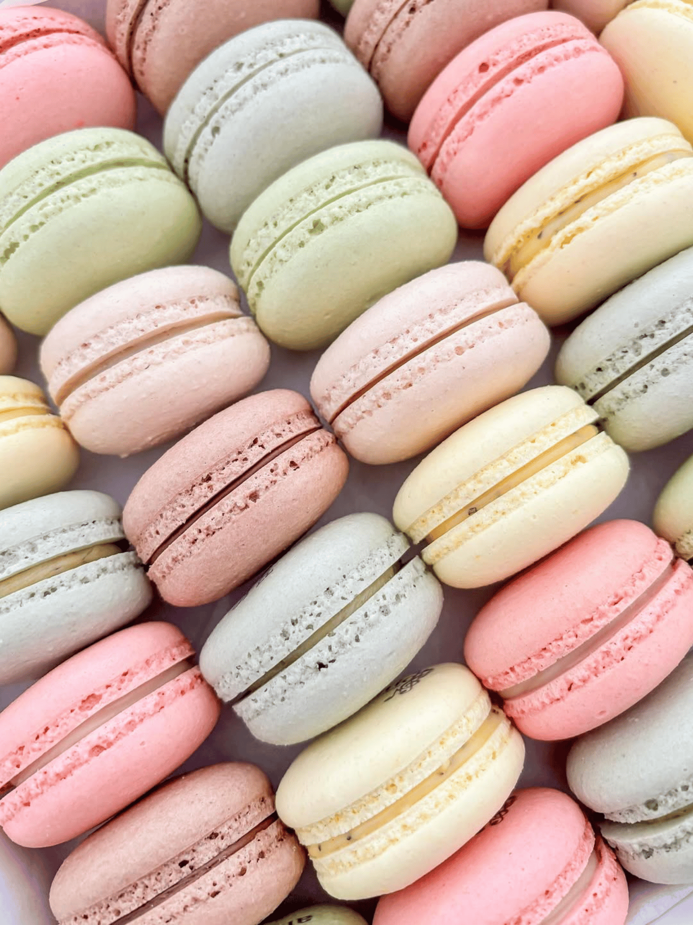 White rose - image 2 out of 5